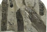Carboniferous Fossil Flora Plate - France #338435-1